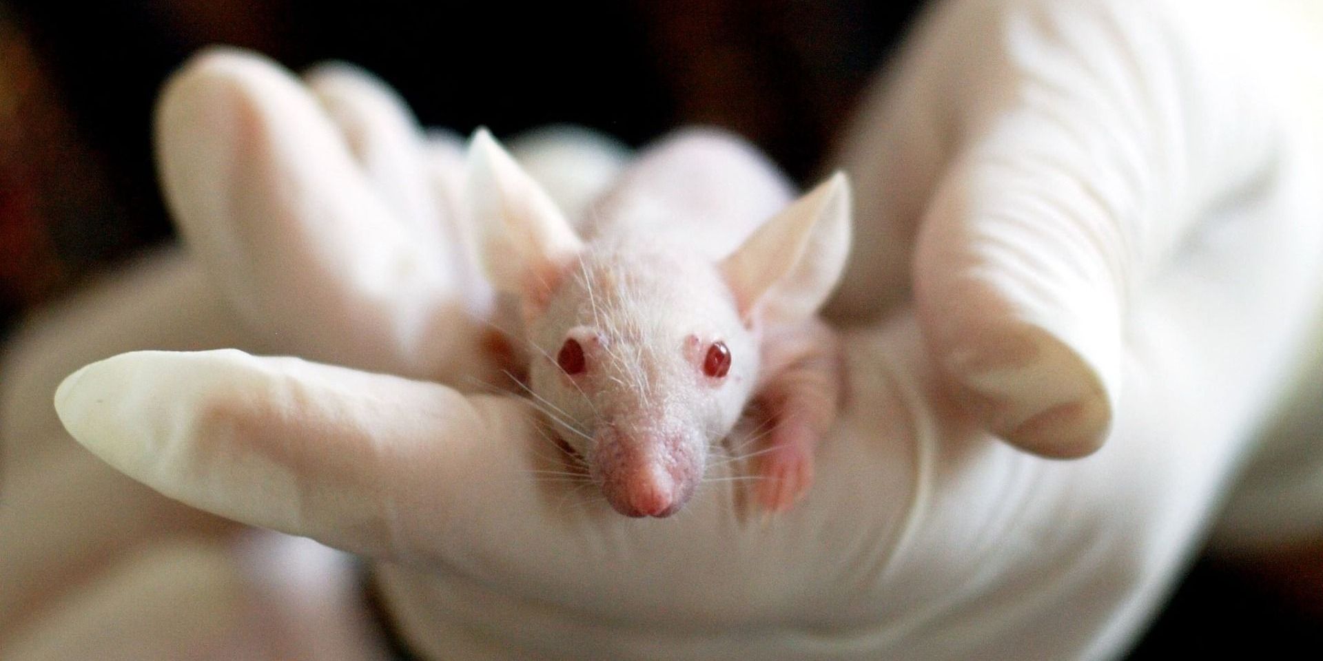 Világító egerek segítik a pajzsmirigybetegeket