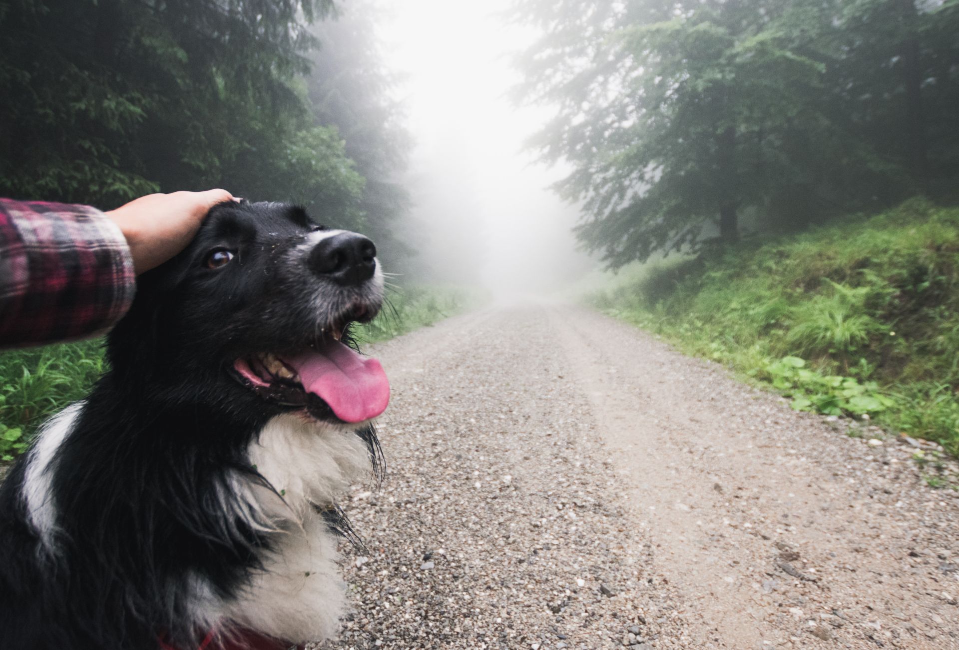 Megérzik a kutyák, ha a gazdájuk feszült 