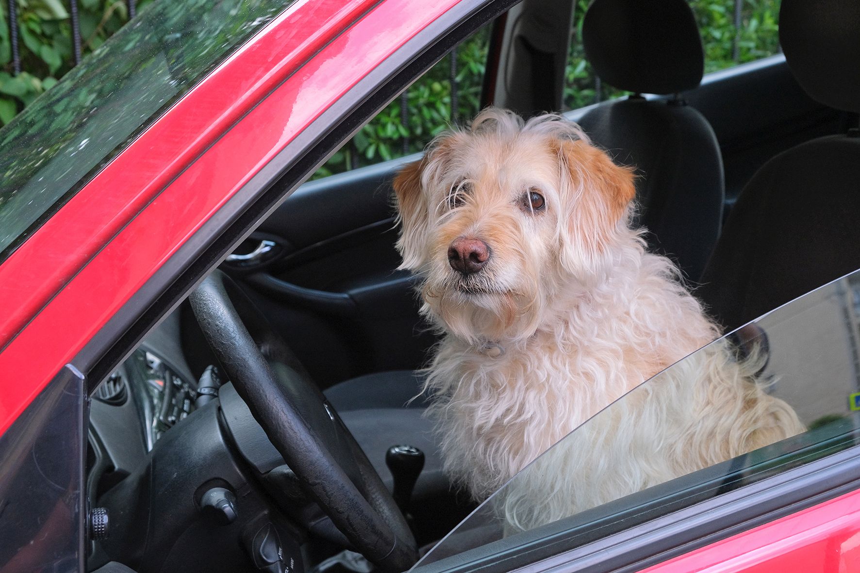 Ne hagyj az autóban! – hőségtippek kedvenceinknek