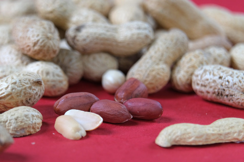 Magokkal karbantartható az agy