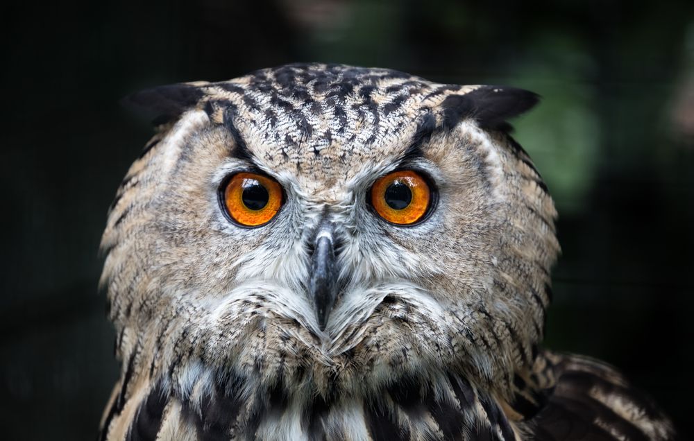 Ma bepillanthatunk az állatokat éjszakai életébe