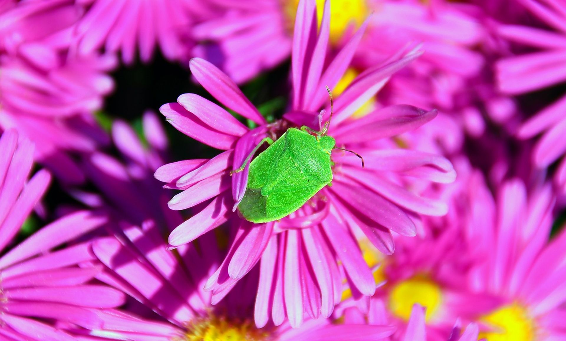 Támadnak a poloskák? Segítsünk az énekesmadaraknak! 