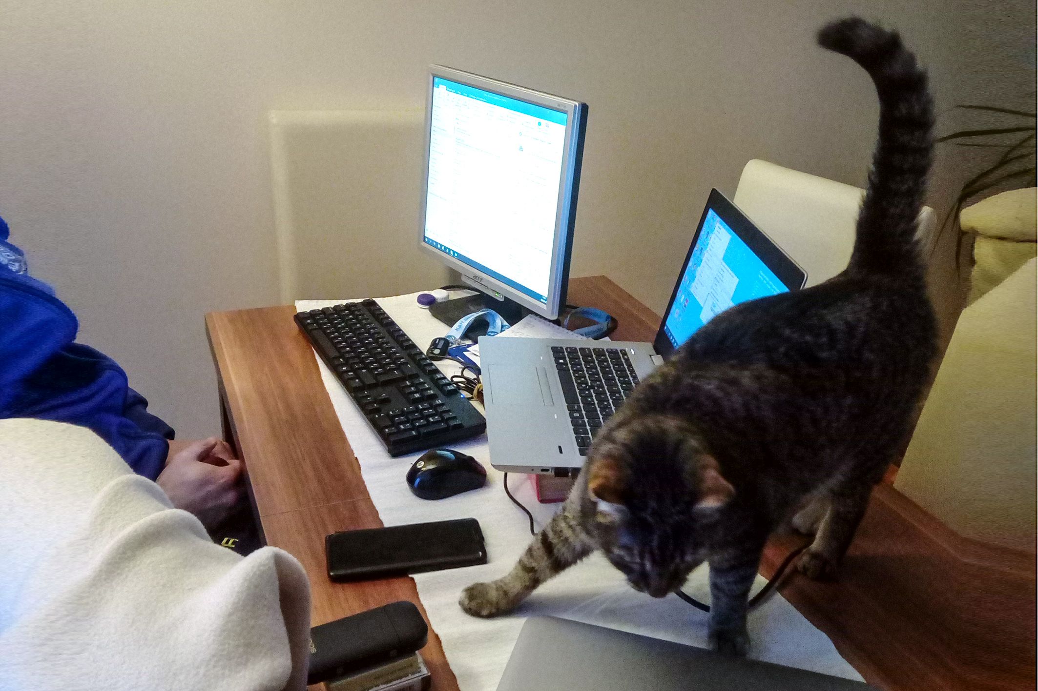 Kesztyűs kézzel #8. rész –  Home office és az állatfarm