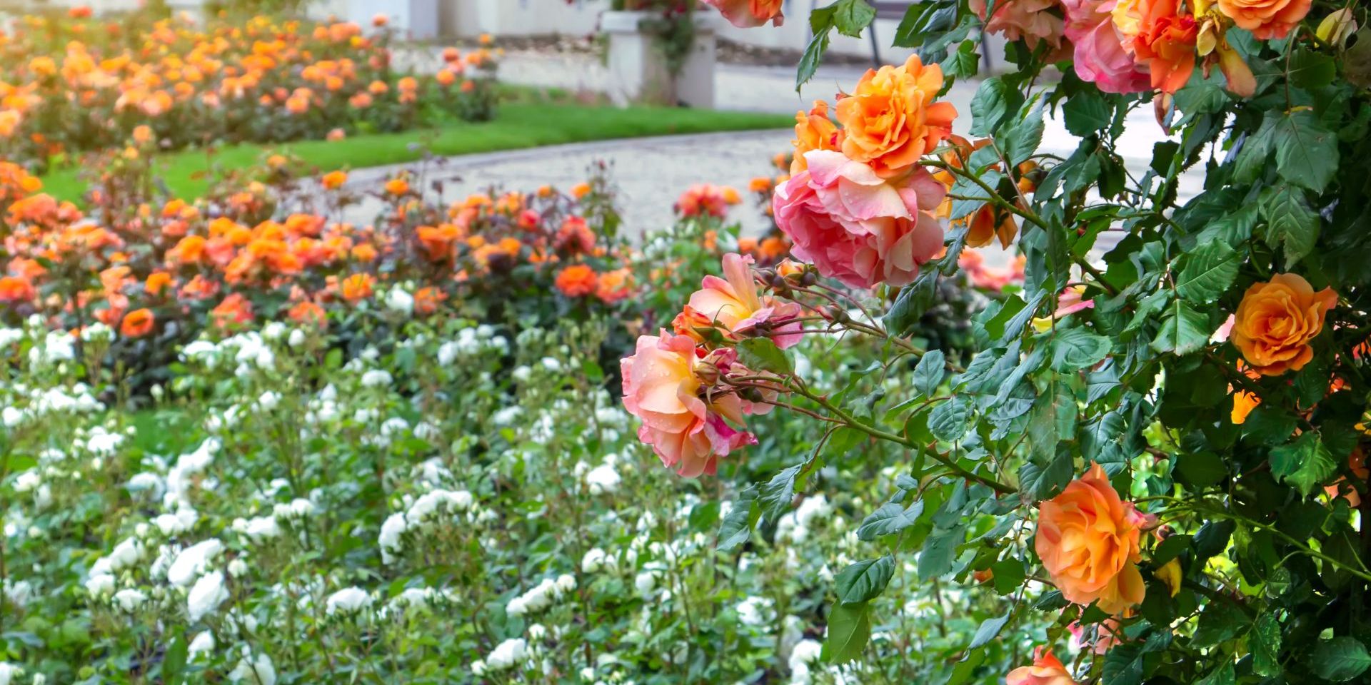 Hogyan legyen illatos és színes virágoskertünk?