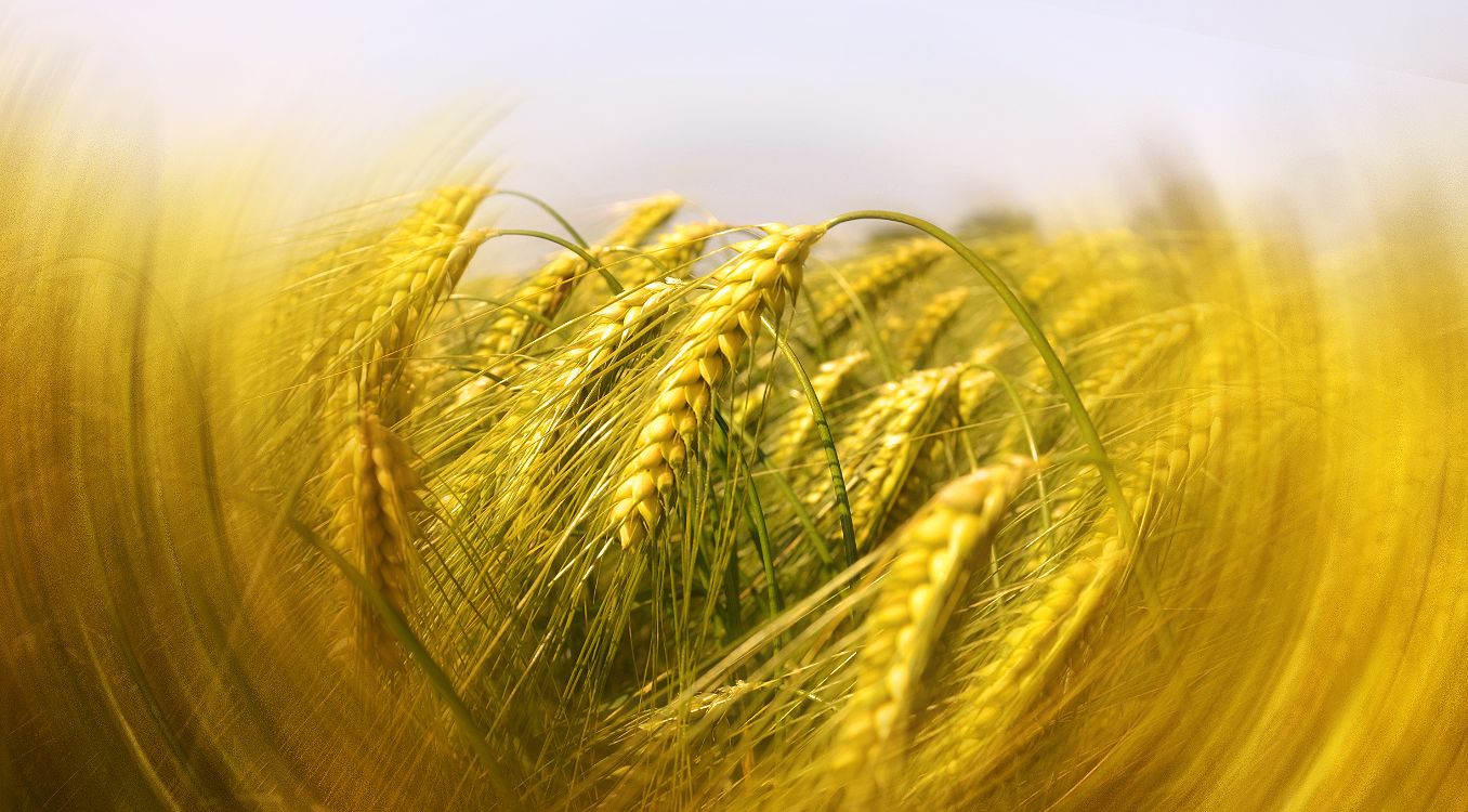 Lisztérzékenység – ami minden nap döntés elé állítja a betegeket