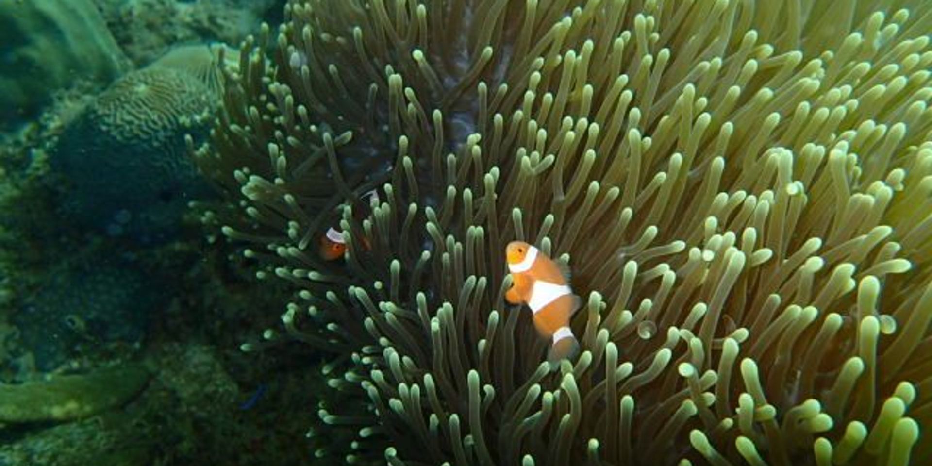 A korall nem csak egy szín – egyelőre